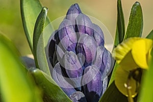 Macro Photo of Purple Hyacinth Flower Buds in Vivid Background