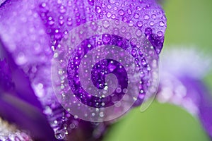 Macro photo of a purple iris flower with drops of dew or rain in summer sunlight on a green background