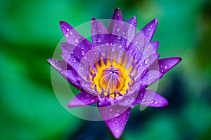 Macro photo of purple lotus flower with water droplets in Koh Tao Thailand