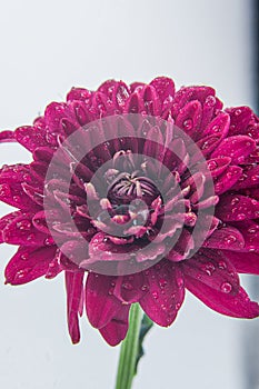 Macro photo of a purple pink Chrysanthemum flower with large water drops