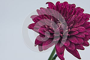 Macro photo of a purple pink Chrysanthemum flower with water droplets and green stalk