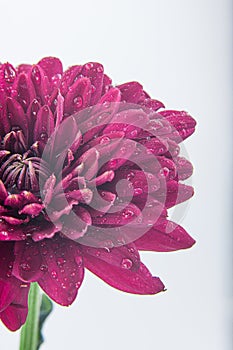 Macro photo of a purple pink Chrysanthemum flower with water drops