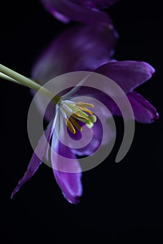 Lensbaby tulip photo
