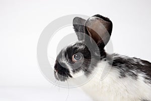 Macro photo of the rabbit`s head. Rabbit diseases, coccidiosis or lichen. Veterinary medicine for a rabbit farm