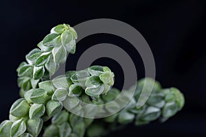 Macro photo of the radiator plant Peperomia columella, a small succulent plant from South America