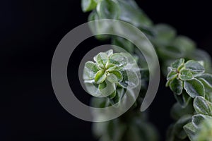 Macro photo of the radiator plant Peperomia columella, a small succulent plant from South America