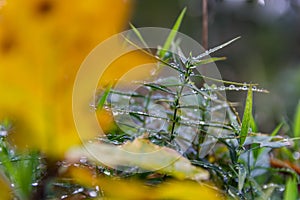 Macro photo of raindrop, water drop from morning autumn dew on grass with blured leave