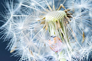 Macro photo of a red beautiful ladybug sitting on a white fluffy dandelion against a dark background