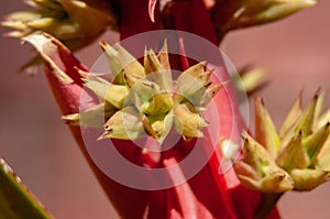 Macro photo from a red bloom with yellow seed