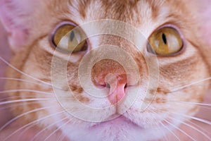 Macro photo of a red cat nose