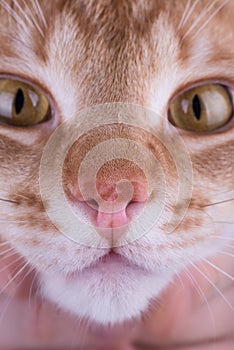 Macro photo of a red cat nose