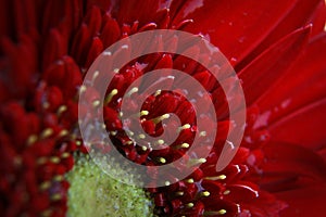 Macro photo red daisy