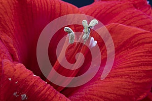 Macro Photo of a Red Flower photo