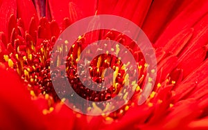 Macro photo of a red flower with yellow stamen with pollen