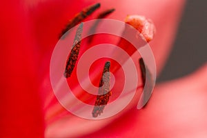 Macro photo of a red lily. Stamens and pistils with pollen of red flowers. Selective focus. Close-up