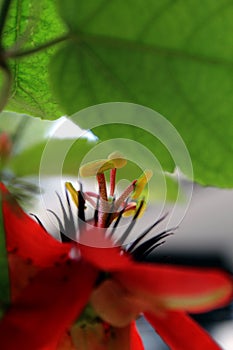 macro photo of red passion flower or passiflora miniata pistil