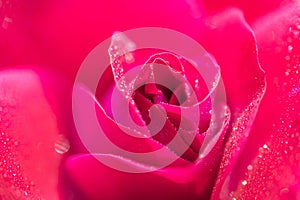 Macro photo of a red rose in drops of water. Bright beautiful floral abstract background image.