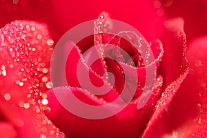 Macro photo of a red rose in drops of water. Bright beautiful floral abstract background image.