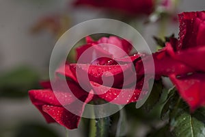 Macro photo of a red rose with water drops