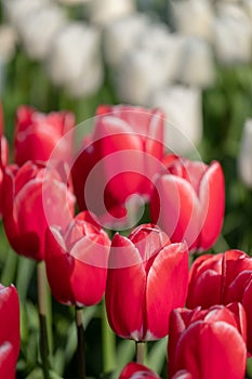 Macro photo of red tulips at Keukenhof Gardens, Lisse, Netherlands. Keukenhof is known as the Garden of