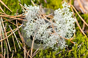 Macro photo of reindeer moss growing on the stone, Finland