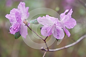 Macro photo of Rhododendron dauricum bushes with flowers with bokeh background of forest