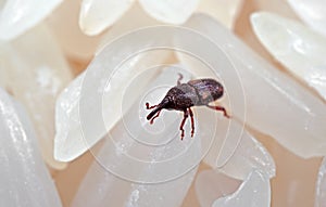 Macro Photo of Rice Weevil or Sitophilus oryzae on Raw Rice