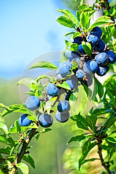 Macro photo. Ripe wild blue berries.