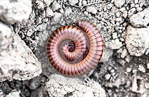 Macro photo of rolled Millipede similar to Centipede. Species Phyllogonostreptus nigrolabiatus rolled up to respond stimulus.