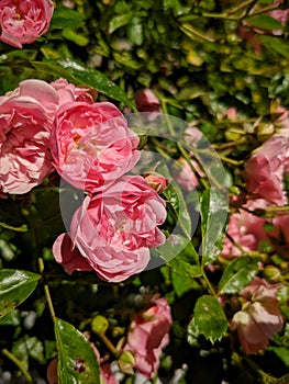 Macro photo of rose-colored rose bushes captured in Westfalenpark, Dortmund, Germany