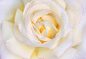 Macro photo of rose with drops of water. Beautiful yellow rose close-up.