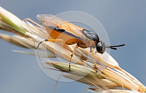 Macro photo of a rose sawfly, Arge ochropus on grain