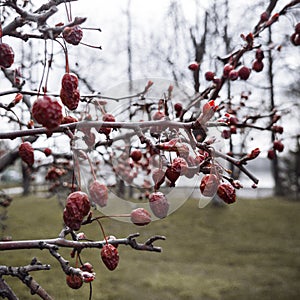 Macro photo of a rosehip tree