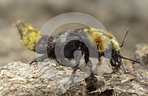 Rove beetle, Emus hirtus on cow dung