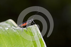 Sawfly on leaf closeup