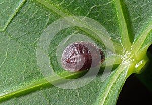Macro Photo of Scale Insect - Coccidae on Green Leaf