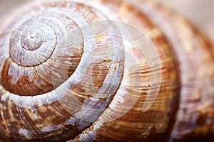 Macro photo. shape of natural spiral shell closeup