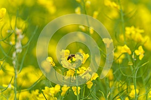 Macro photo shoot of bee on the Rapseed Blossom. Blurry Background