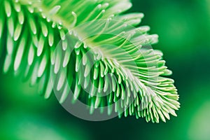 Macro photo shoots on the branches of the fir tree