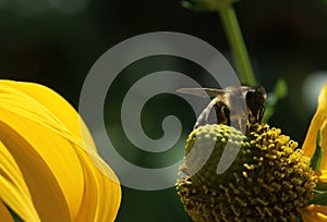 A macro photo that shows a close up of a bee pollinating a yellow flower with a beautiful background of another yellow flower