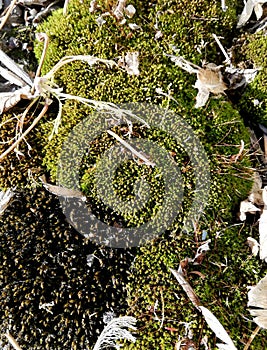 Macro photo of siberian green moss with old leaf litter