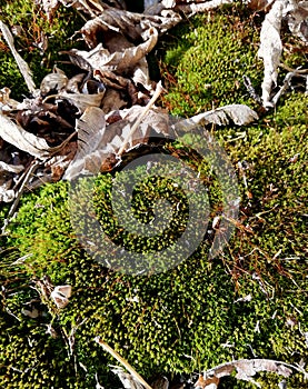 Macro photo of siberian green moss with old leaf litter