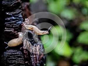 Macro photo Slither on tree