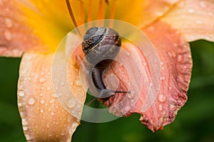 Macro photo of small brown snail sitting on the petal of pink lily on sunny day after rain and drinking drops