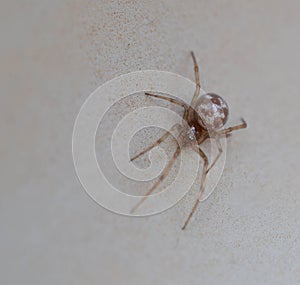 Macro photo of a small brown spider