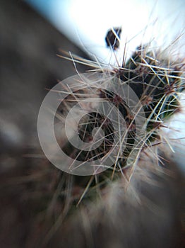 Macro photo of small cactus