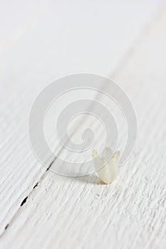 Macro photo of a small flower bud Lily of the valley on a white wooden table