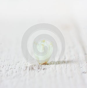 Macro photo of a small flower bud Lily of the valley on a white wooden table