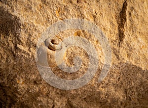 macro photo small fossilized shell in limestone
