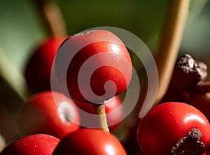 Macro photo of small red kurogane holly berries 8